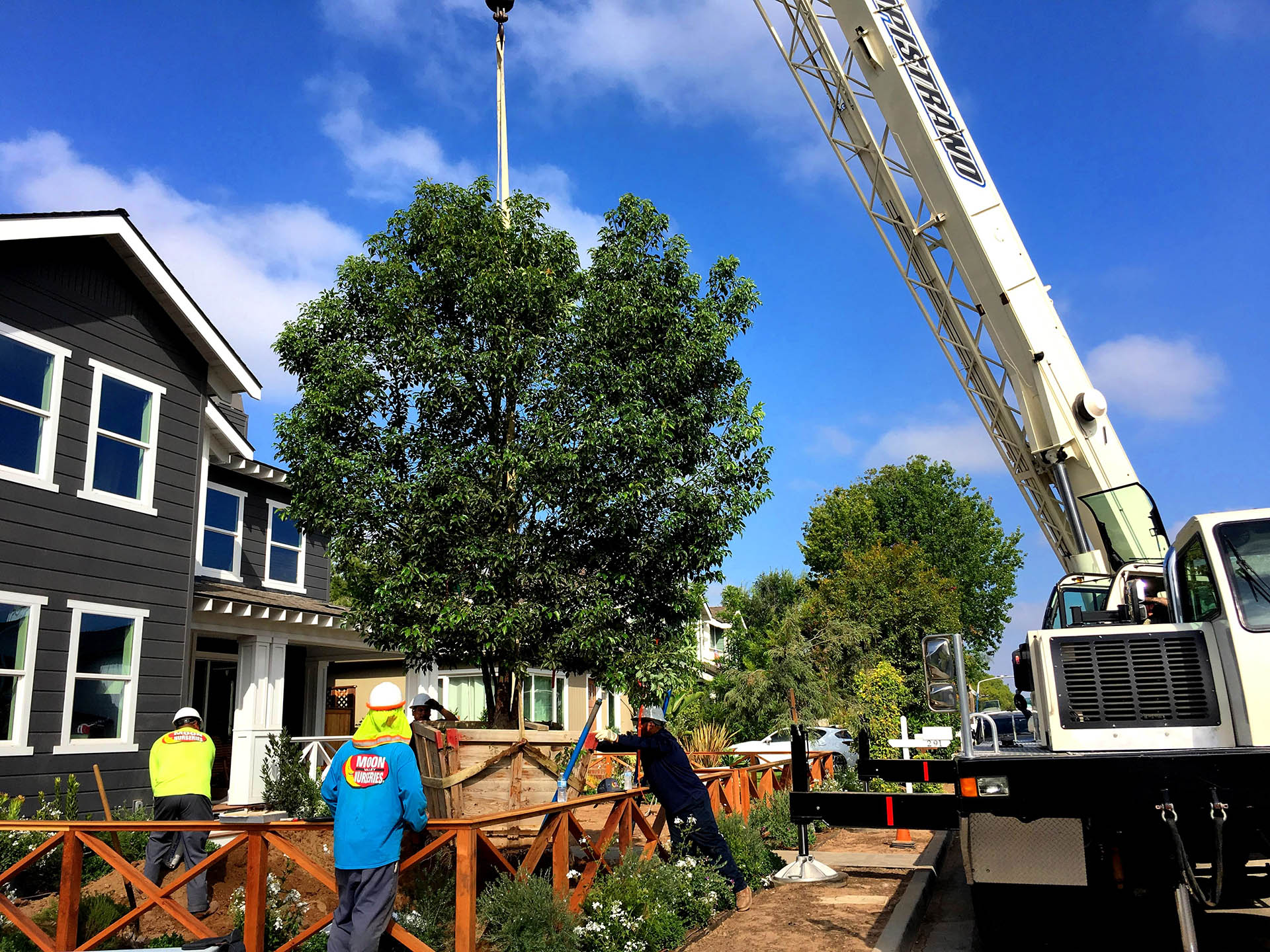 What a difference a tree makes!